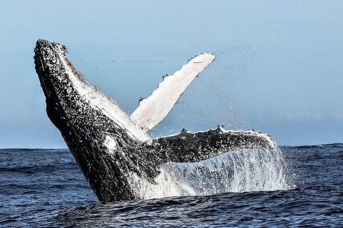 Marine Big 5 Full Day Guided Return Transfer Cape Town - Gansbaai - Hermanus as more than a boat departure point