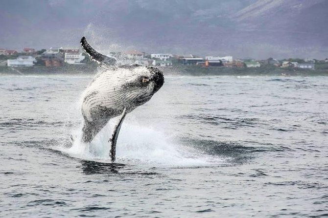 Marine Big 5 Full Day Guided Return Transfer Cape Town - Gansbaai - The coastal return through Kleinmond and Betty’s Bay