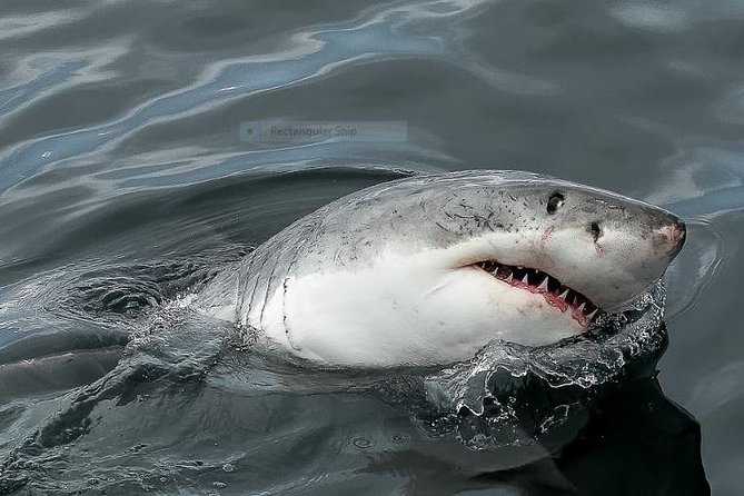 Marine Big 5 Full Day Guided Return Transfer Cape Town - Gansbaai - What happens if the boat is canceled