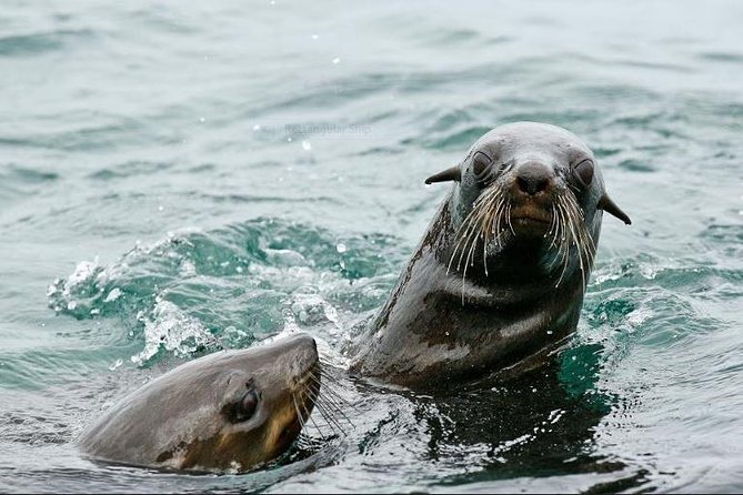Marine Big 5 Full Day Guided Return Transfer Cape Town - Gansbaai - Guide quality is a major part of the value