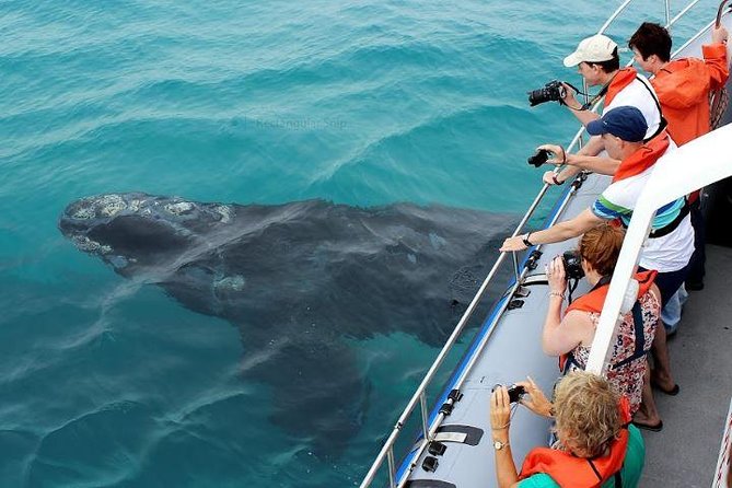Marine Big 5 Full Day Guided Return Transfer Cape Town - Gansbaai - Sir Lowry’s Pass and the Elgin Valley