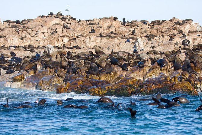 Marine Big 5 Safari full day trip from Cape Town - From Cape Town to Gansbaai before sunrise