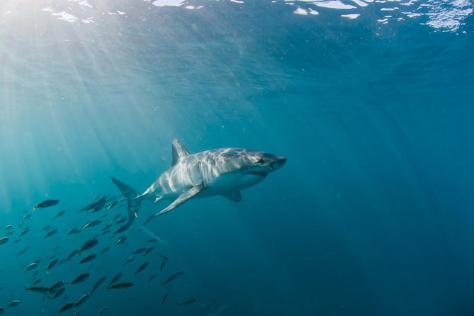 Marine Big 5 Safari full day trip from Cape Town - Shark Alley and the great white question