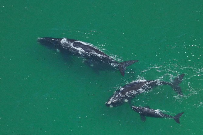 Marine Big 5 Safari full day trip from Cape Town - Whales, dolphins, penguins, and seabirds