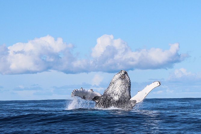 Marine Big 5 Safari: Self-Drive - What the Marine Big Five really means