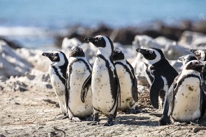 Marine Big 5 Safari with transport from Cape Town - Soup afterward and a short sanctuary visit