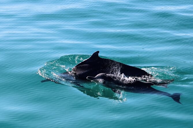 Marine Big 5 Safari with transport from Cape Town - Searching for the Marine Big 5 around Dyer Island