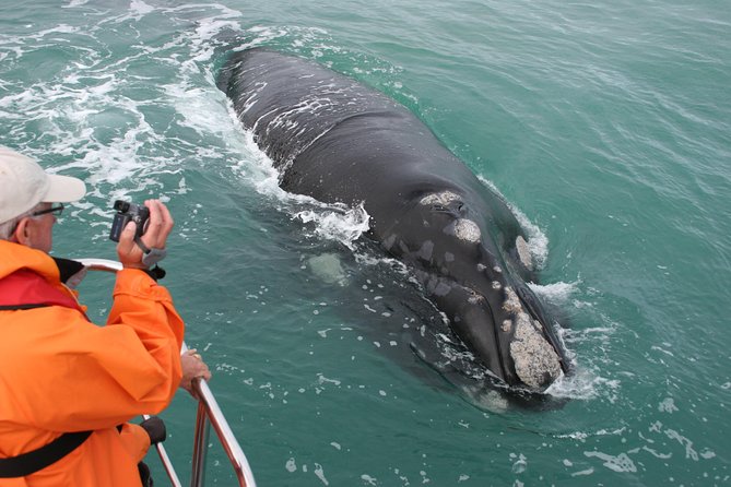 Marine Big 5 Safari with transport from Hermanus - Key points to know before you go