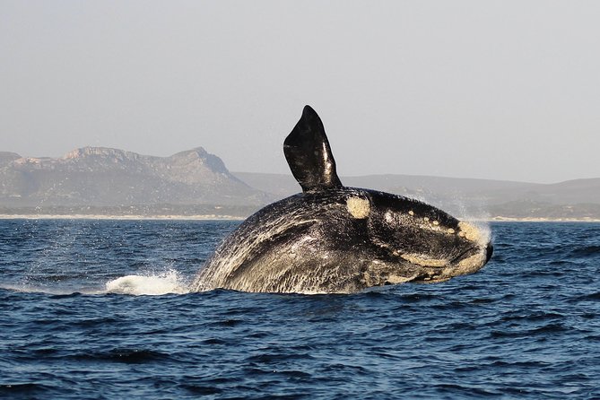Marine Big 5 Safari with transport from Hermanus - From Hermanus to Gansbaai: allow time for the road