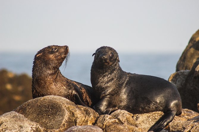 Marine Big 5 Safari with transport from Hermanus - Food and equipment included in the price