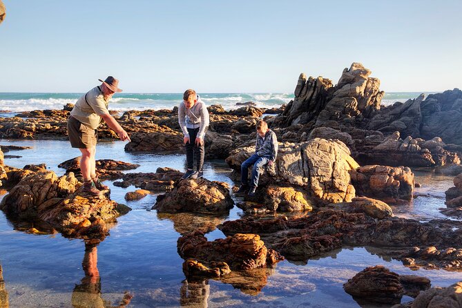 Marine Eco Safari - Searching for whales and bottlenose dolphins