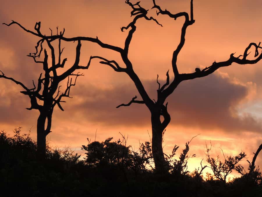 Marloth Park: Kruger National Park Safari Game Drives - Quick points before you book