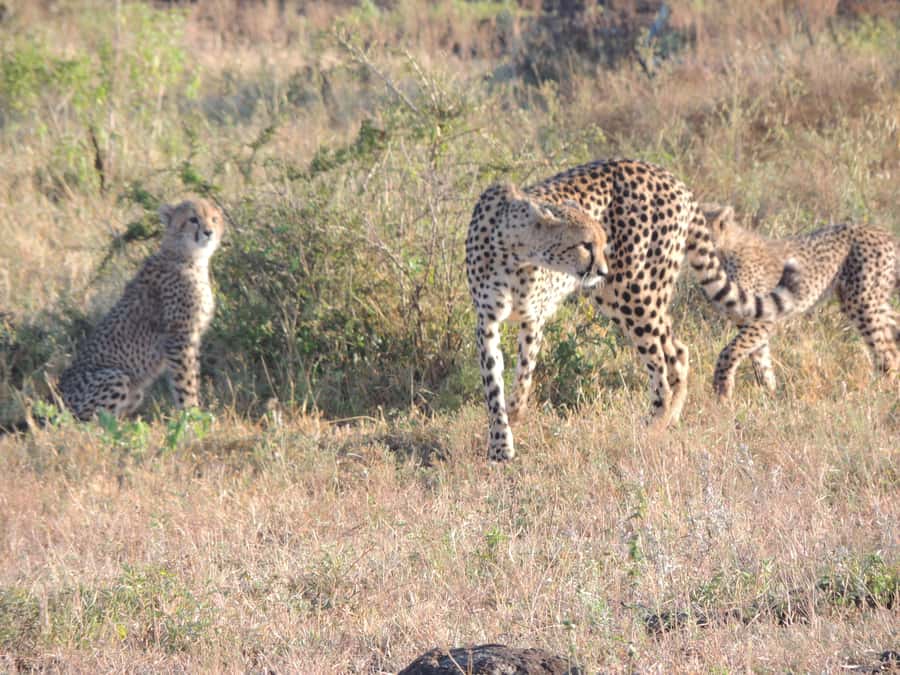 Marloth Park: Kruger National Park Safari Game Drives - Why the 5:00 a.m. departure is worth it