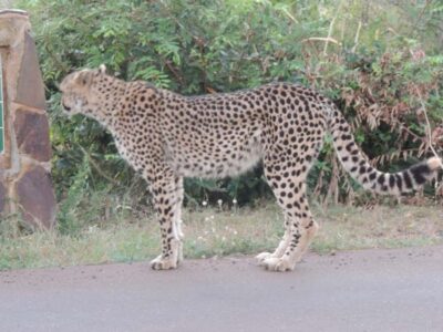 Marloth Park: Kruger National Park Safari Game Drives