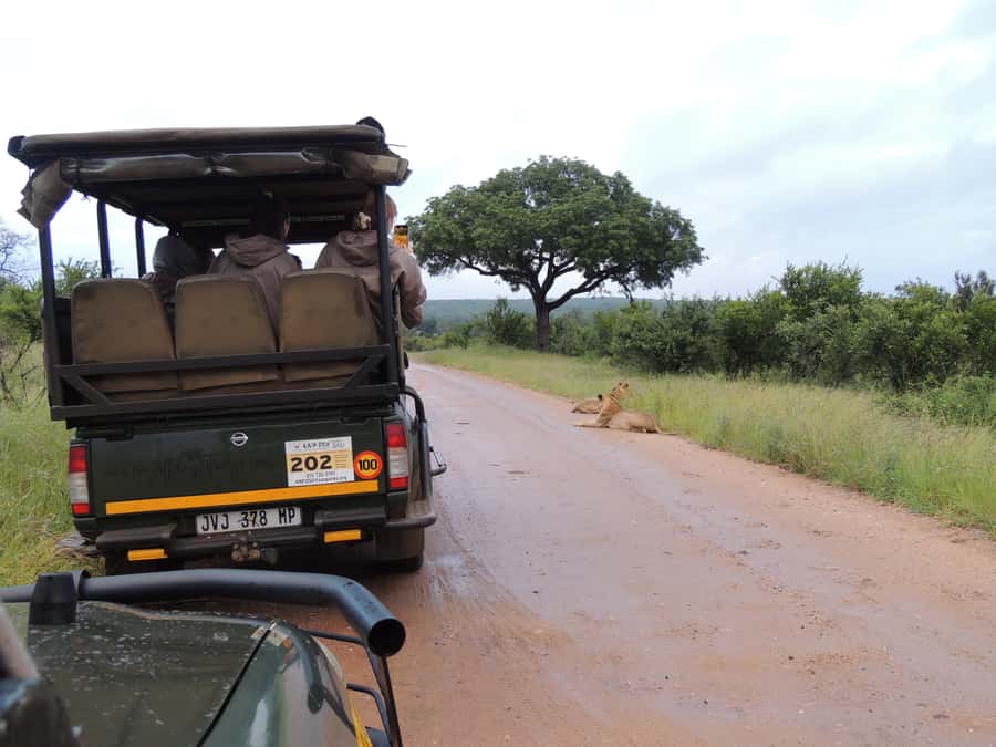 Marloth Park: Kruger National Park Safari Game Drives - What you may see in the first few hours