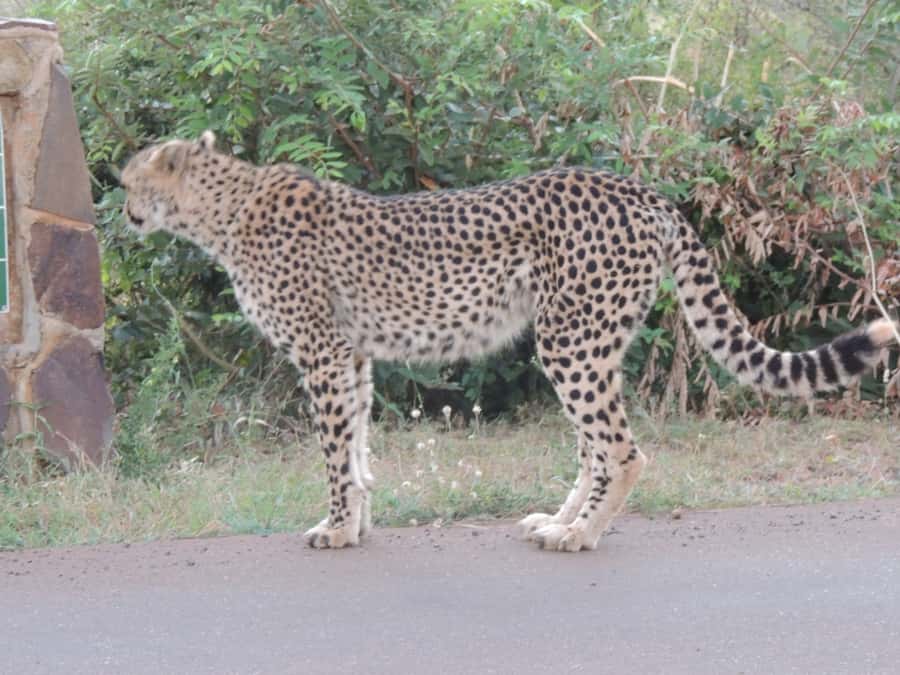 Marloth Park: Kruger National Park Safari Game Drives - From Marloth Park to Crocodile Bridge