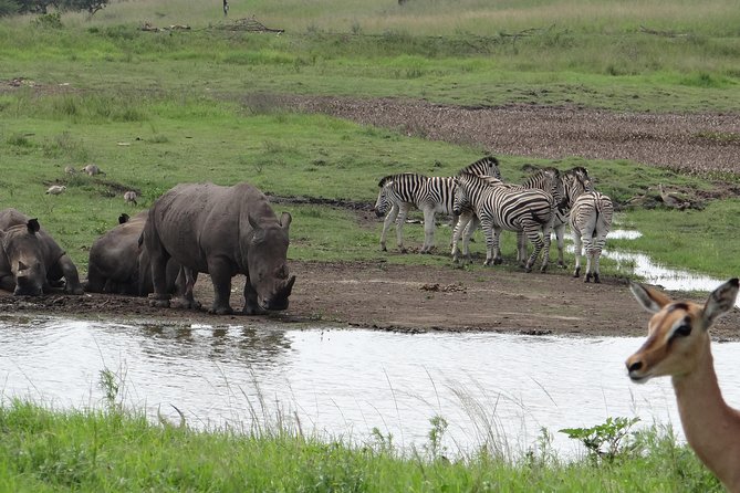 Mini Safari and Zulu Cultural experience - Day Tour - Key points to know before you book