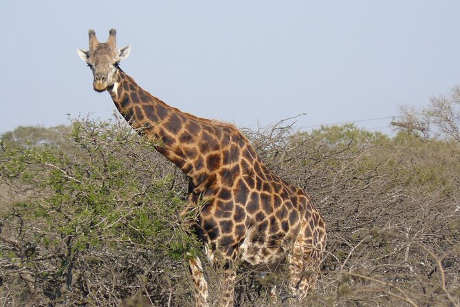 Mini Safari and Zulu Cultural experience - Day Tour - How comfortable is the day?
