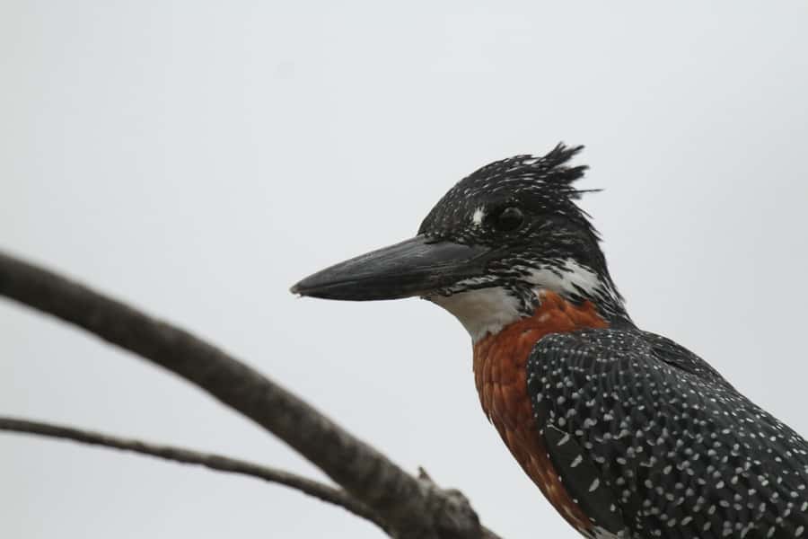 Moholoholo Rehabilitation Centre - Why Moholoholo feels different from a normal wildlife outing