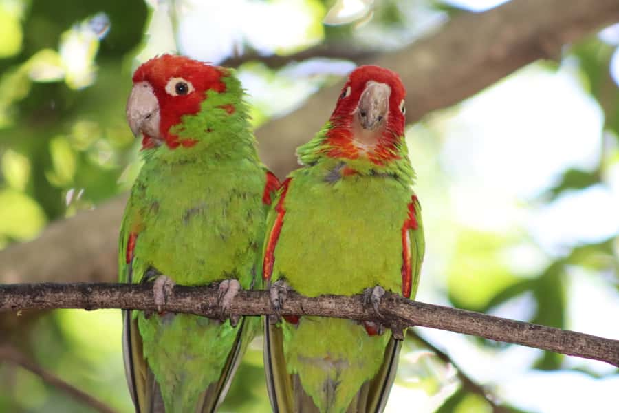 Monkeyland, Birds of Eden, Jukani - Animal Sanctuaries - Key points at a glance