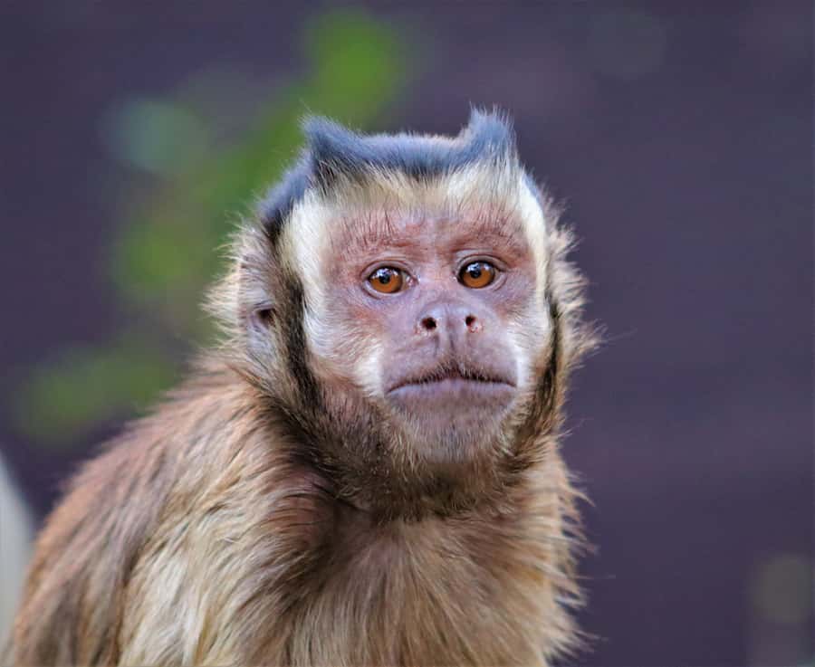 Monkeyland, Birds of Eden, Jukani - Animal Sanctuaries - Is the $23 price good value?