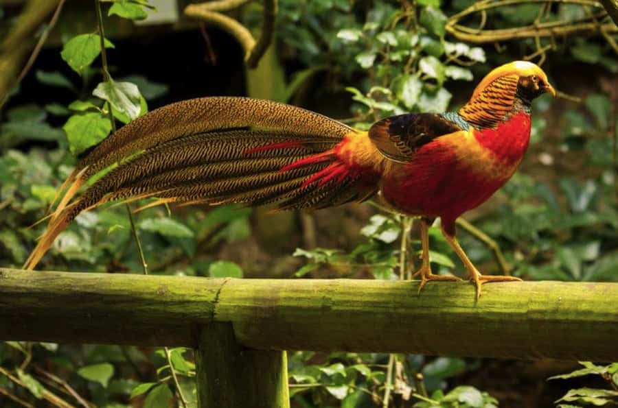Monkeyland, Birds of Eden, Jukani - Animal Sanctuaries - Birds of Eden: a slow walk beneath a giant roof