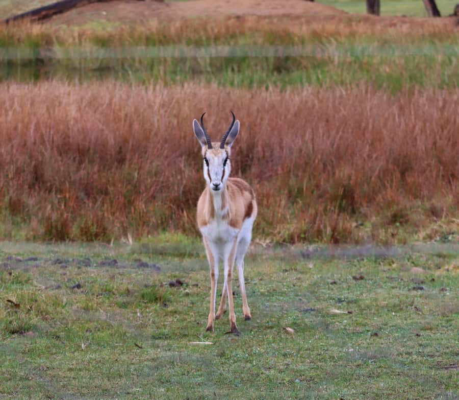 Monkeyland, Birds of Eden, Jukani - Animal Sanctuaries - What a one-day visit is really like