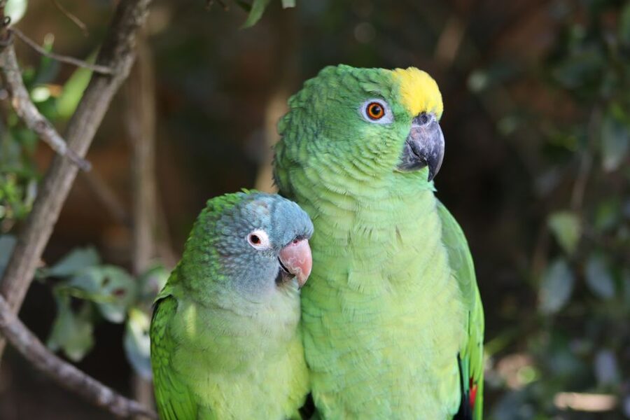 Monkeyland, Birds of Eden, Jukani - Animal Sanctuaries - Guides, language, and the best way to use your time