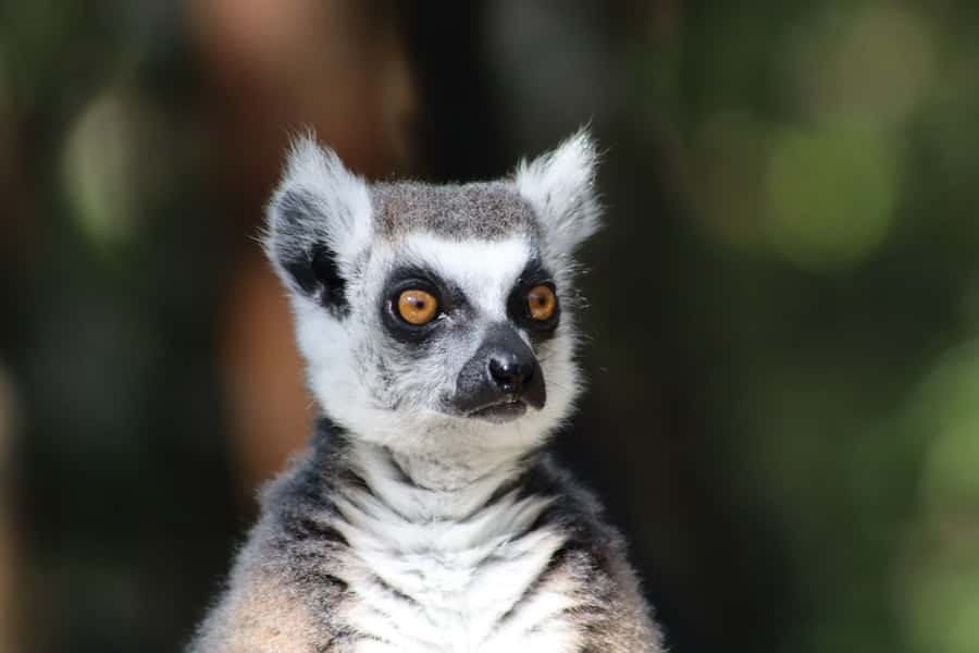 Monkeyland, Birds of Eden, Jukani - Animal Sanctuaries - Photography and close animal views