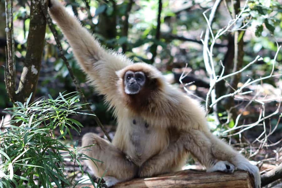 Monkeyland, Birds of Eden, Jukani - Animal Sanctuaries - Who should book this experience?