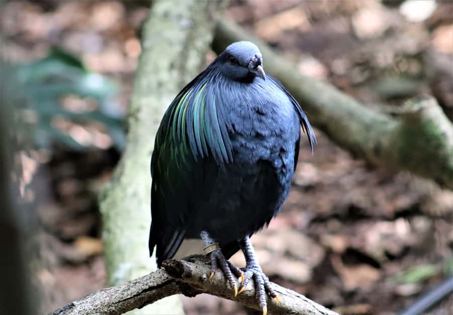 Monkeyland, Birds of Eden, Jukani - Animal Sanctuaries - Monkeyland: primates in a real forest setting