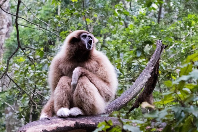 Monkeyland Guided Tour in Plettenberg Bay - What Monkeyland is trying to do