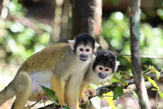 Monkeyland Guided Tour in Plettenberg Bay - Why the open setting matters