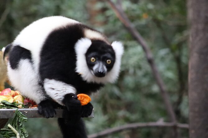 Monkeyland Guided Tour in Plettenberg Bay - A one-hour visit with useful structure