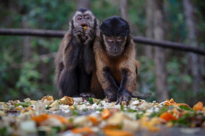 Monkeyland Guided Tour in Plettenberg Bay - Booking times, language, and high-season planning