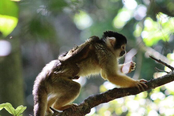 Monkeyland Guided Tour in Plettenberg Bay - Who will enjoy Monkeyland most?