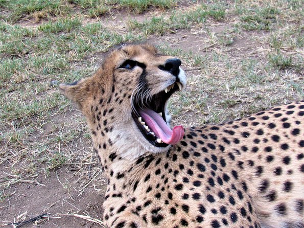 Morning Kruger National Park Safari - Key points before you book