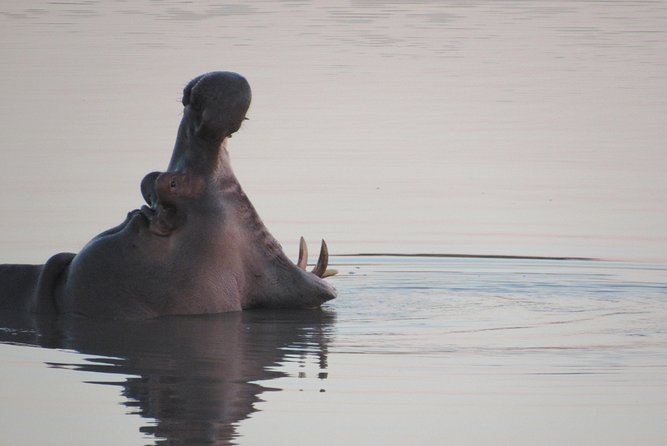 Morning Kruger National Park Safari - Searching for the Big Five in a single morning