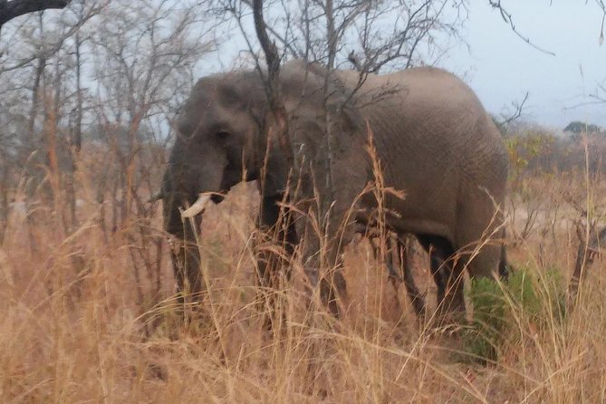 Morning Kruger National Park Safari - What the early light adds