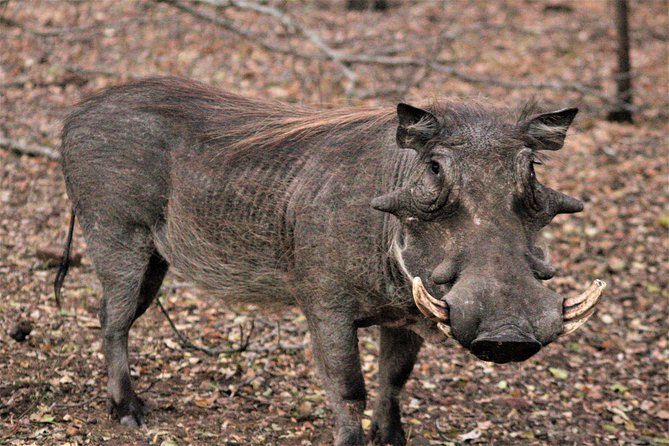 Morning Kruger National Park Safari - Water, meals, and what you need to plan
