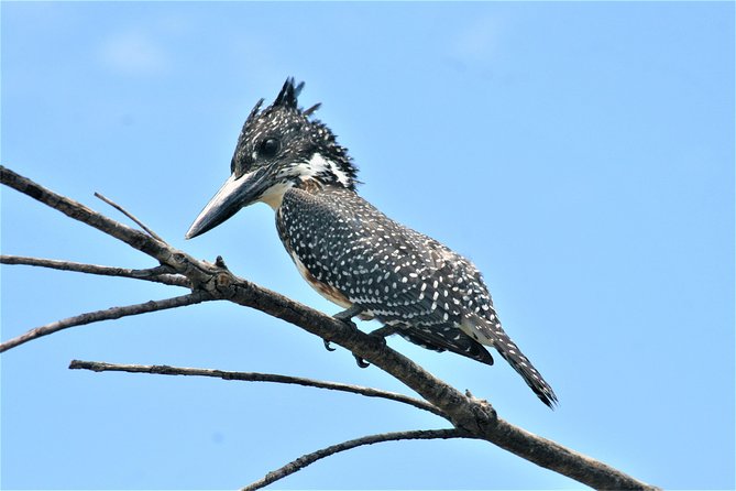 Morning Kruger National Park Safari - How the $91.69 price measures up