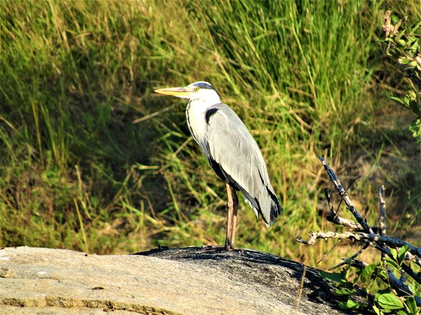 Morning Kruger National Park Safari - Who will get the most from this tour
