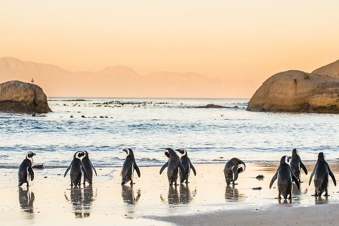 MUST DO: Boulders Beach & Cape Point Full Day Tour #1 Rated - Why this Cape Peninsula tour works so well