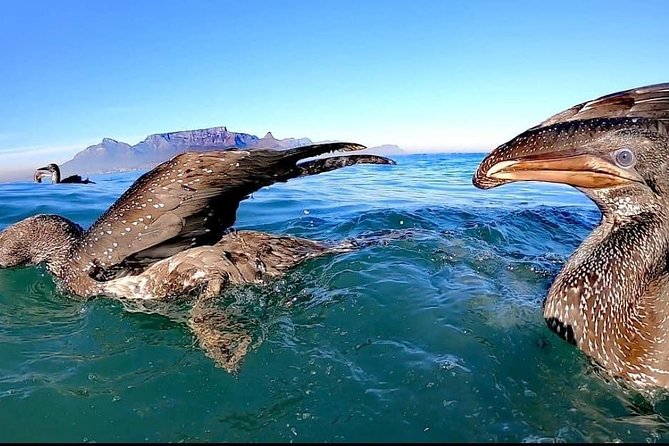 Ocean Safari - What This Ocean Safari Really Is