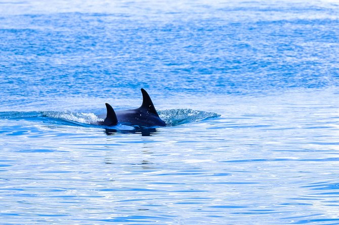 Ocean Safari - What You Might See Along Cape Town’s Coast