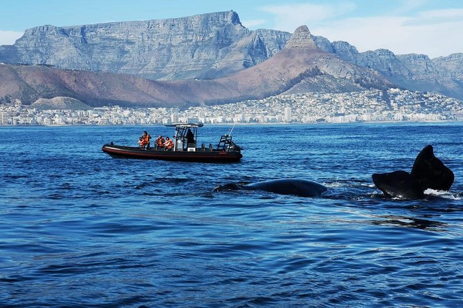 Ocean Safari - Meeting the Boat at Quay 5