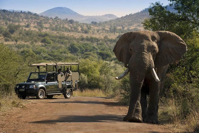 One day Safari including a 5 Hour Open Safari Vehicle Drive - Key points at a glance