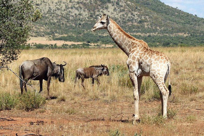 One day Safari including a 5 Hour Open Safari Vehicle Drive - The afternoon return through the park