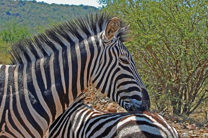 One day Safari including a 5 Hour Open Safari Vehicle Drive - Who will enjoy this day most?