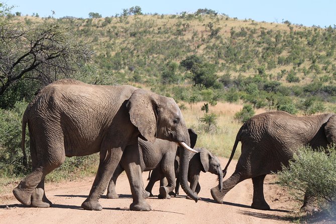 One day Safari including a 5 Hour Open Safari Vehicle Drive - Arriving at Pilanesberg and meeting the ranger